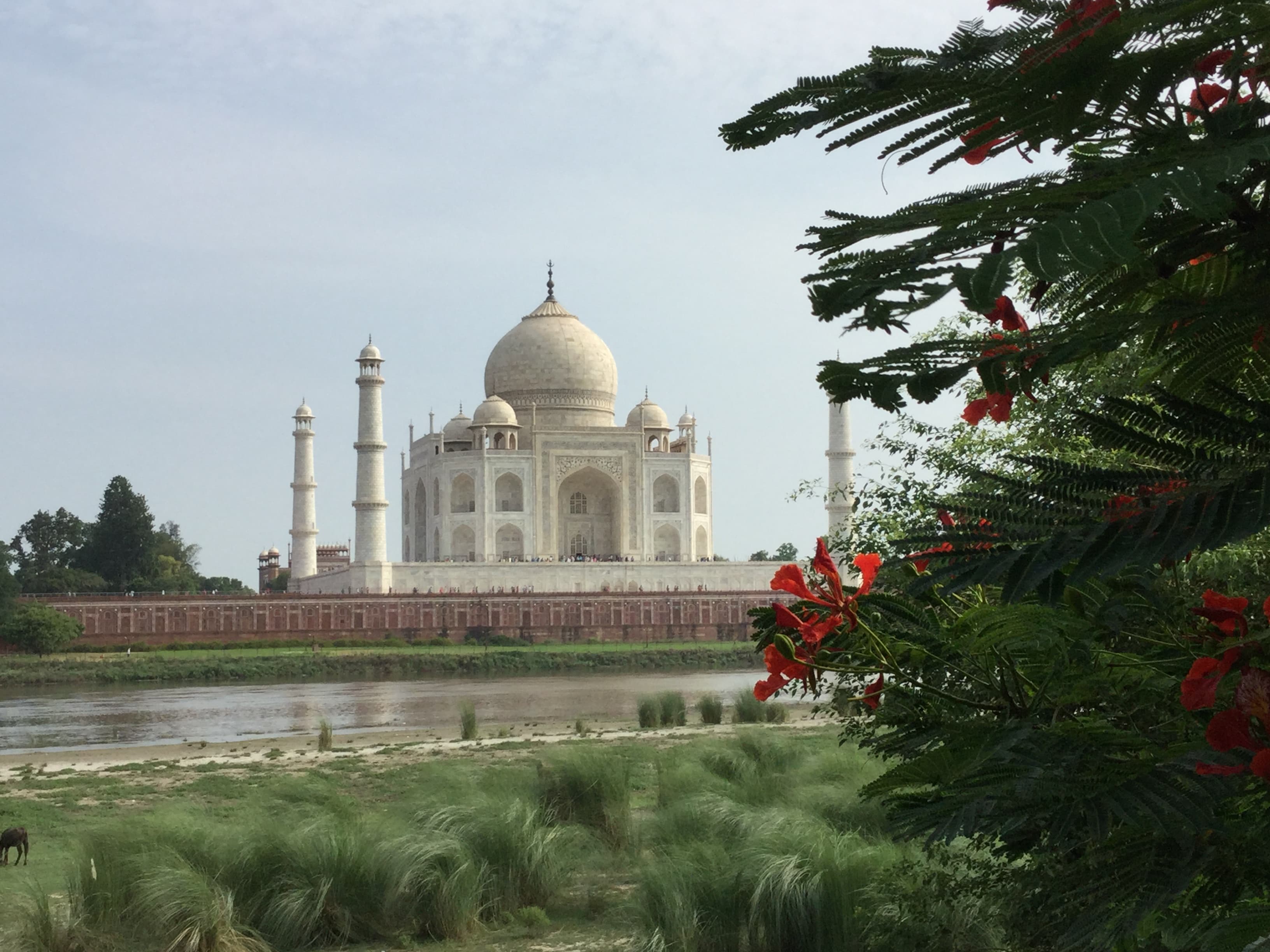 White marble Taj Mahal viewed across a river, framed by a tree with red flowers.