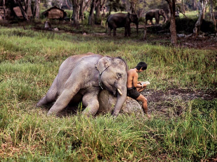 Young man reading a book while leaning against a resting elephant in a field.
