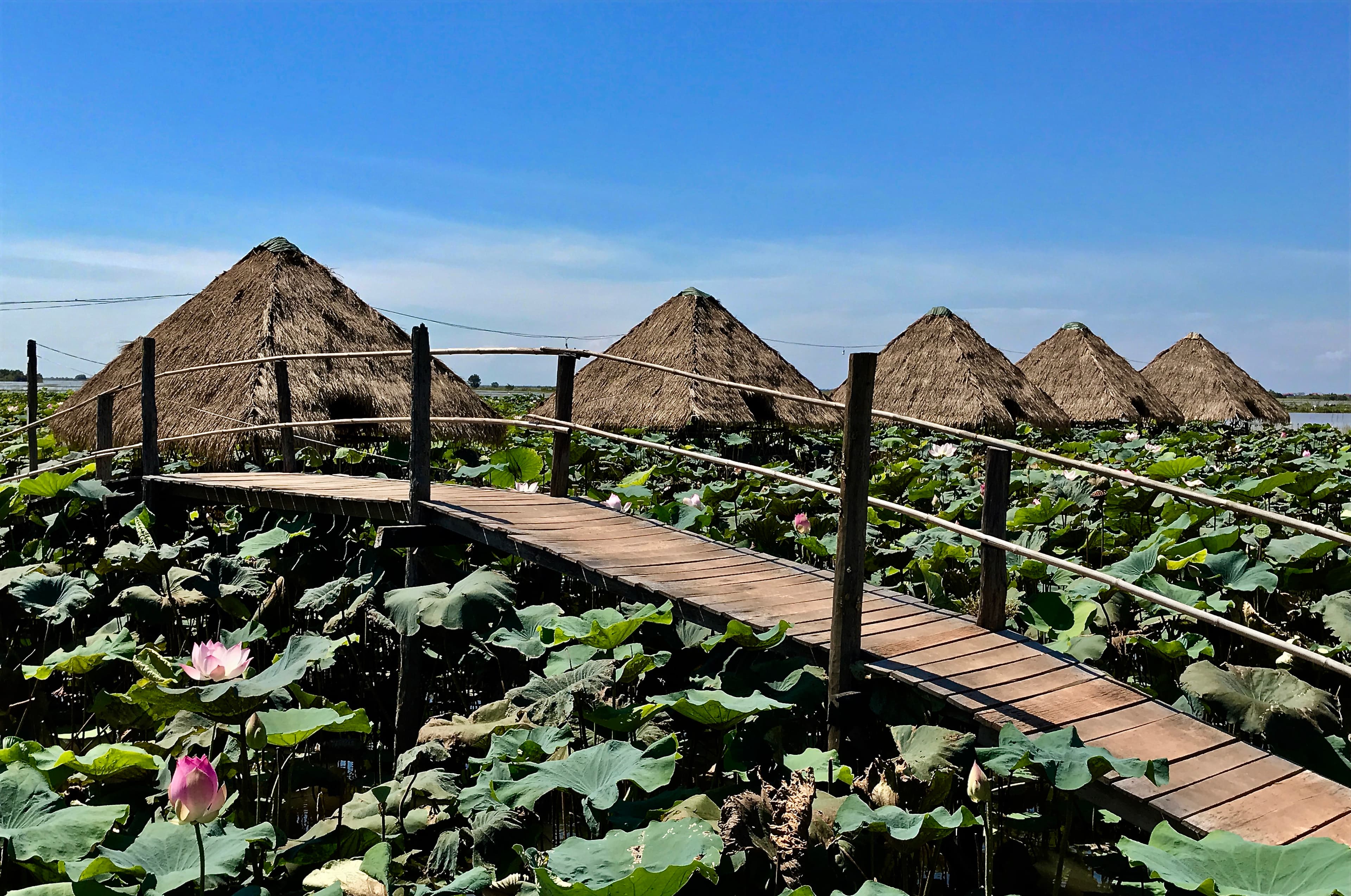 Wooden walkway over a lotus pond with pink flowers and thatched huts under blue sky.