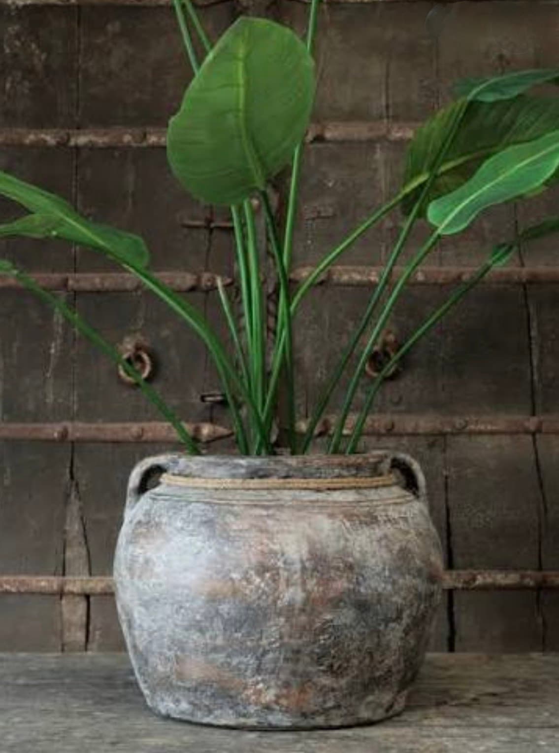 Lush green plant in a weathered, rustic pot against a dark, antique wooden door.